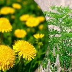 Portulaca, vehnänurmikka, ragweed: miten päästä eroon rikkaruohoista vihannespuutarhassa ikuisesti