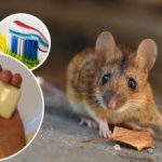 Rotat ja hiiret katoavat ikuisiksi ajoiksi: kustannustehokas keino jyrsijöiden torjuntaan.