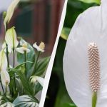 Spathiphyllum kukkii vuosia, jos pidät sen syksyllä poissa samasta paikasta.