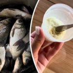 Vanhemmat kalastajat ovat kateellisia: Lifehacks siitä, miten pyydystää vuori ristikarppeja